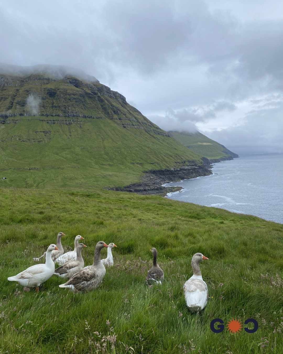 ducks , grass, mountains and sea in faroe islands