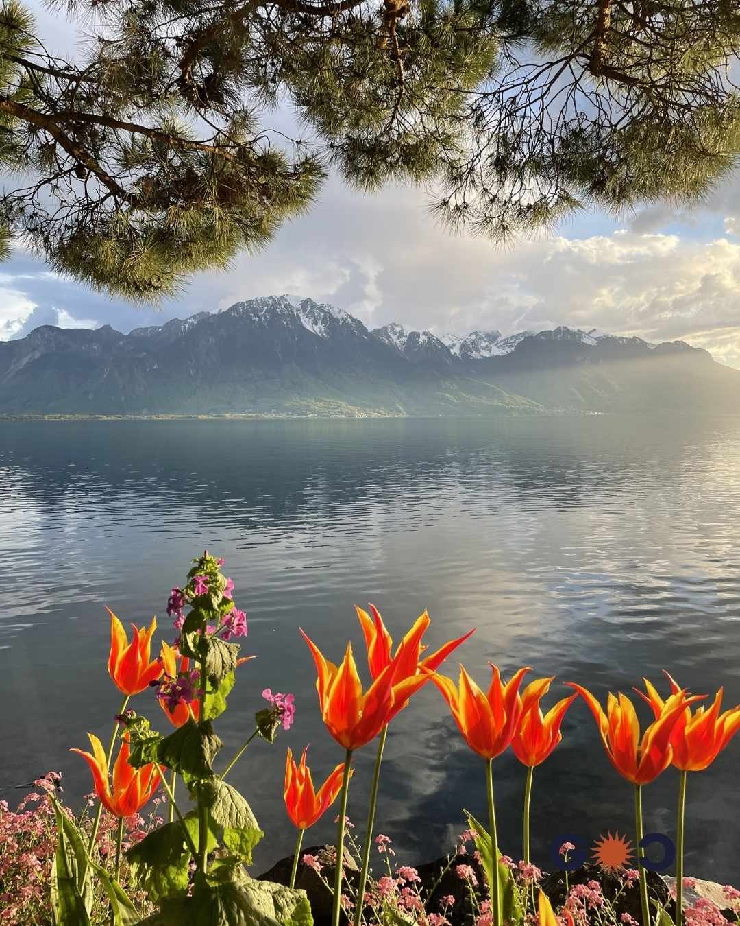 golden hour with tulips in montreaux switzerland