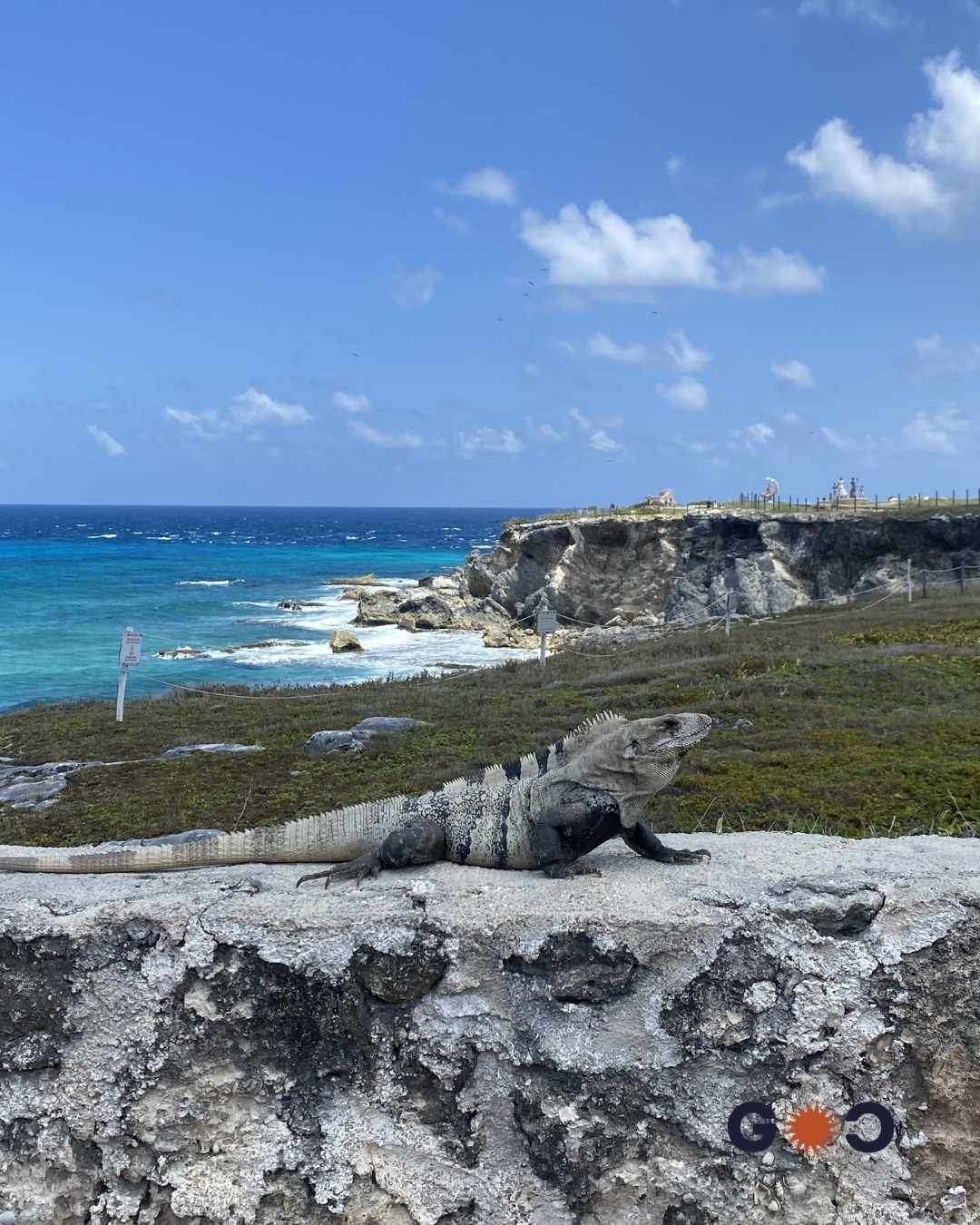 big lizard in Isla Mujeres Mexico