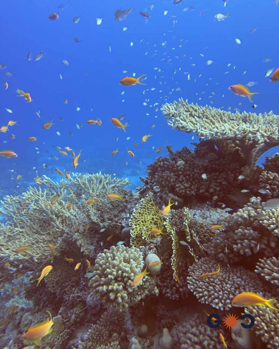 corals sea life diving red sea egypt