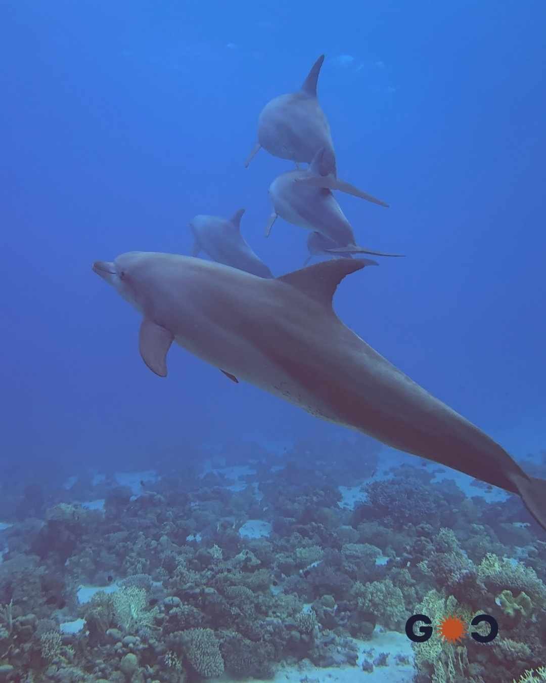 dolphin house red sea egypt scuba diving