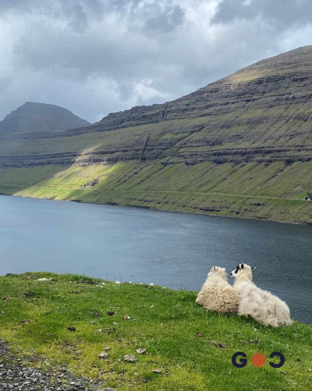 sheep faroe islands